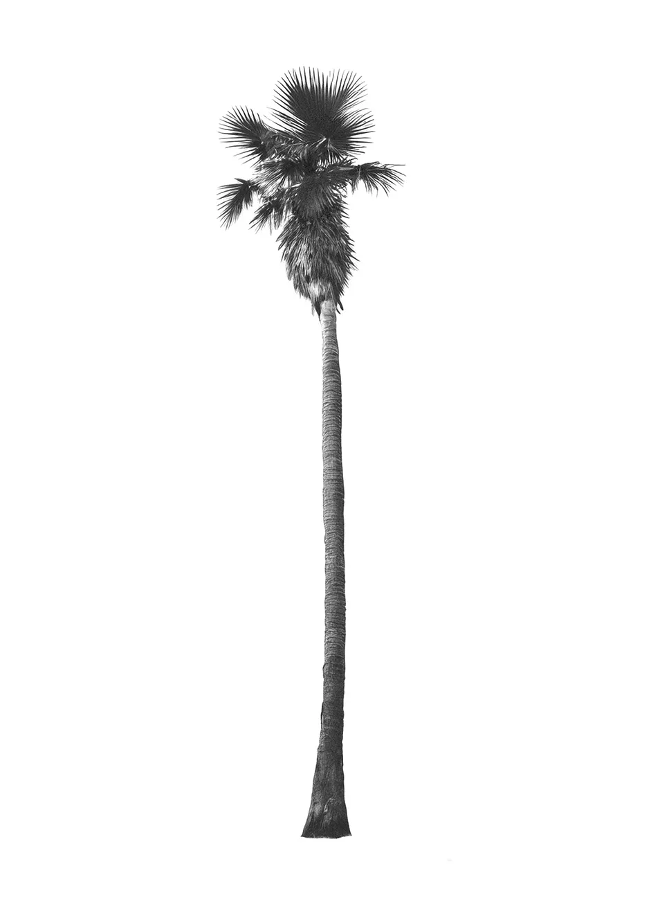 Generated Palm Tree 04