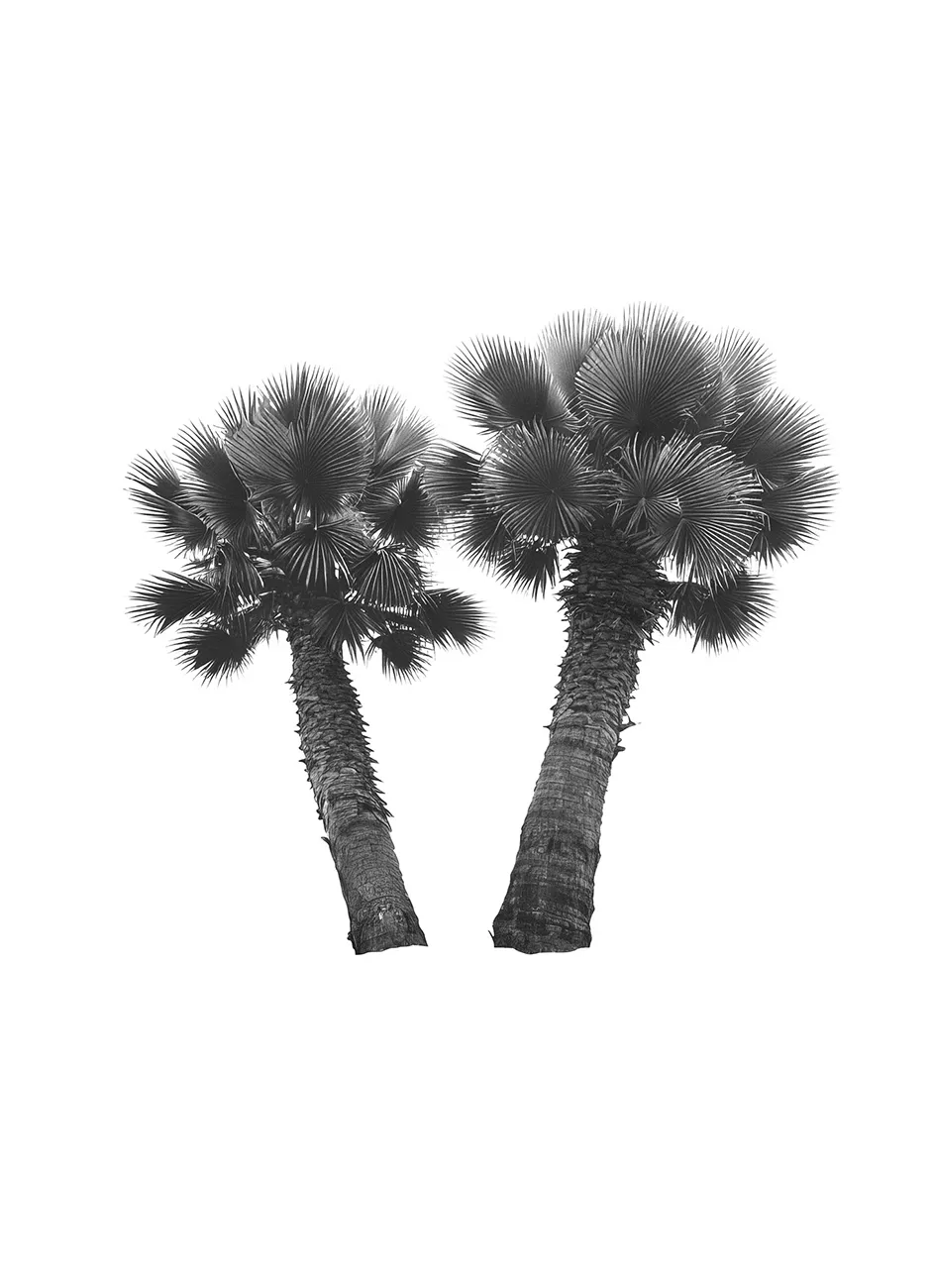 Generated Palm Tree 05