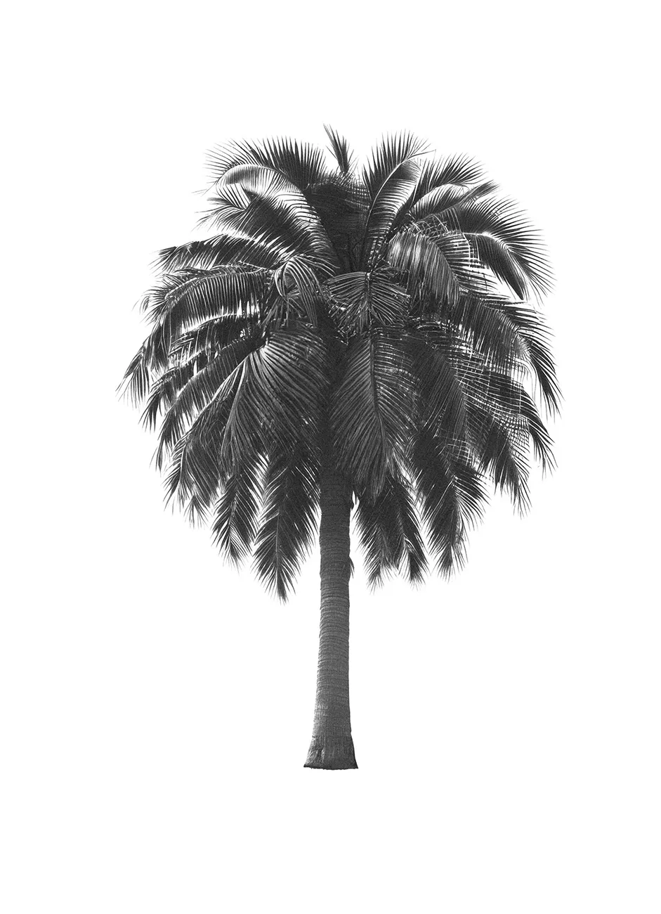 Generated Palm Tree 06