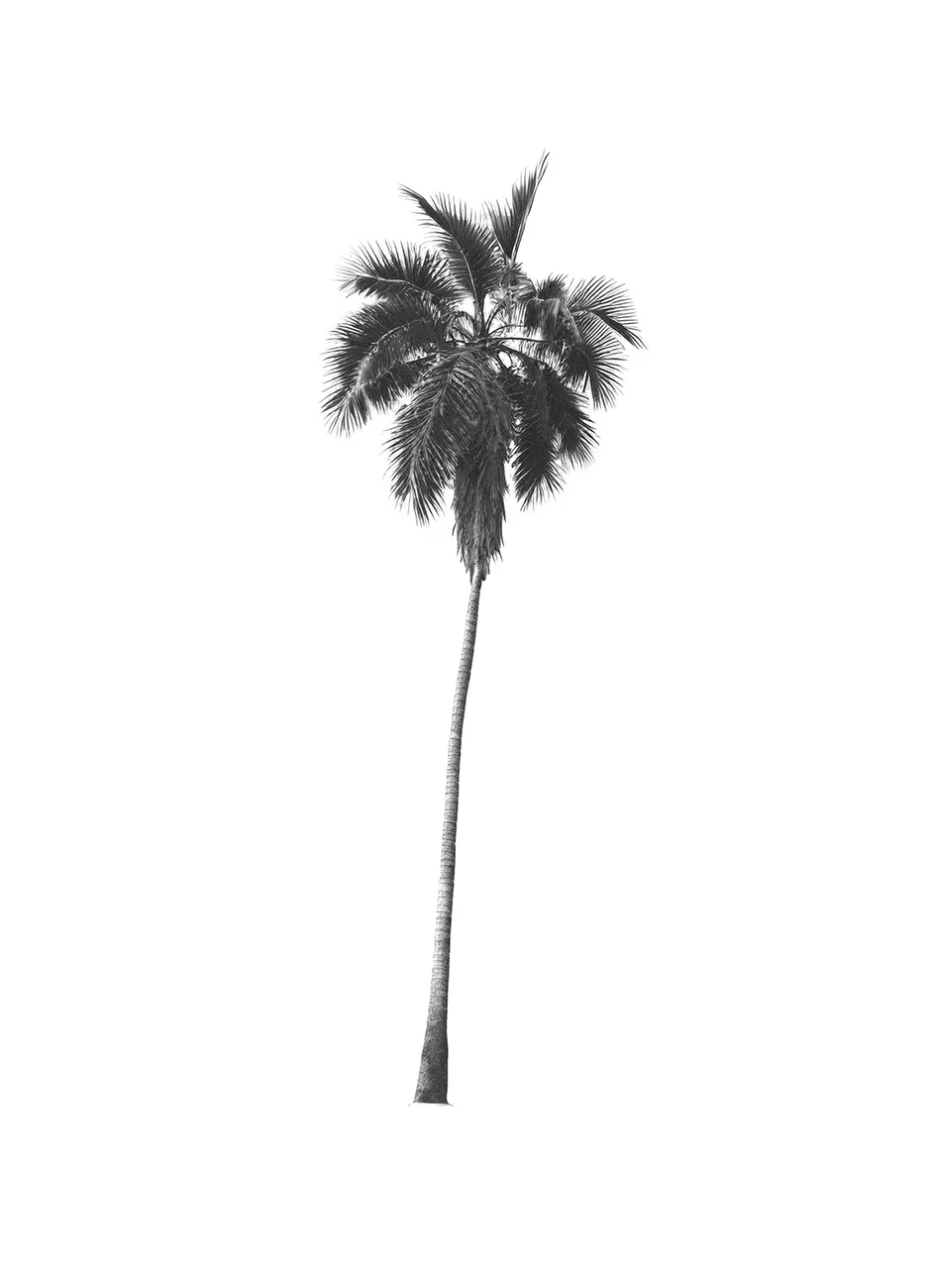 Generated Palm Tree 08