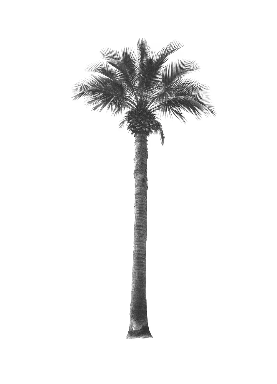 Generated Palm Tree 09