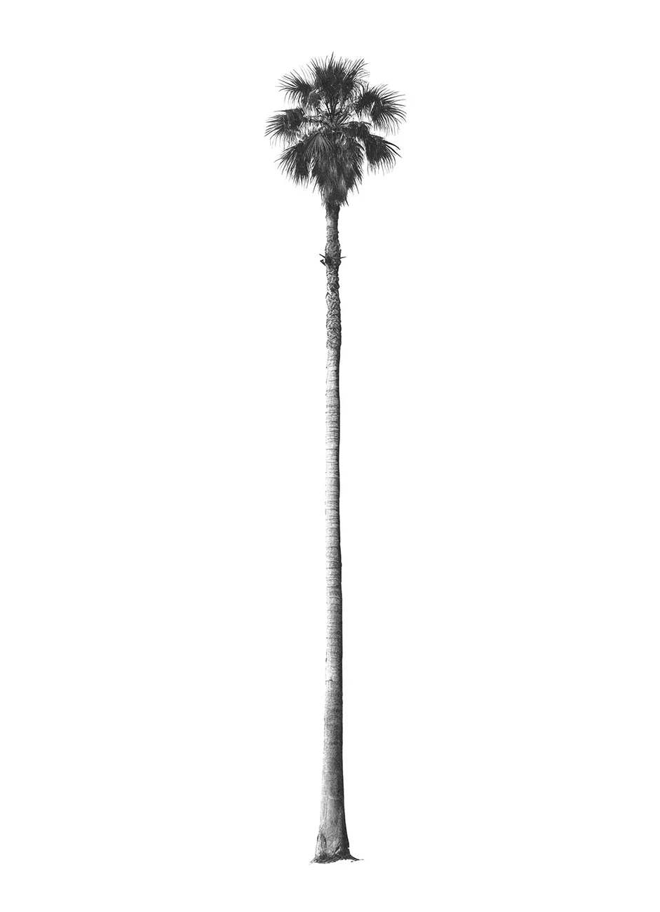 Generated Palm Tree 11