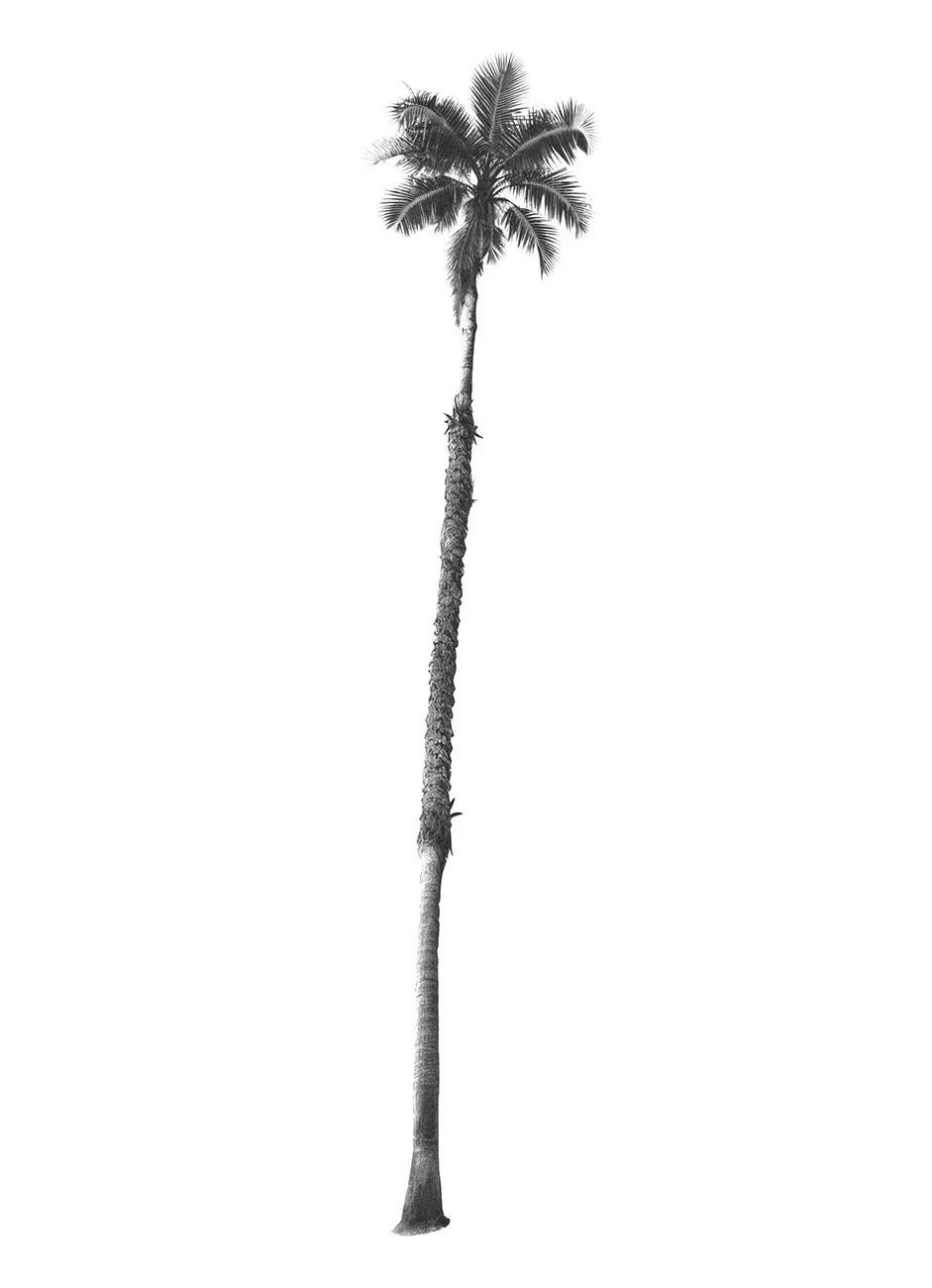 Generated Palm Tree 15