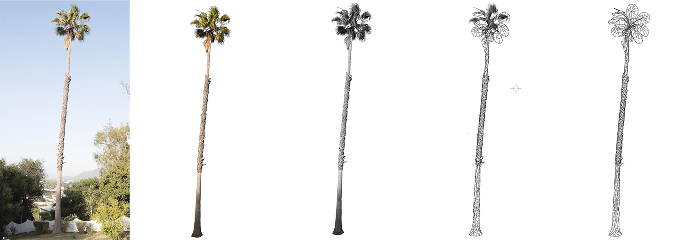 Laurelwood Palm Tree