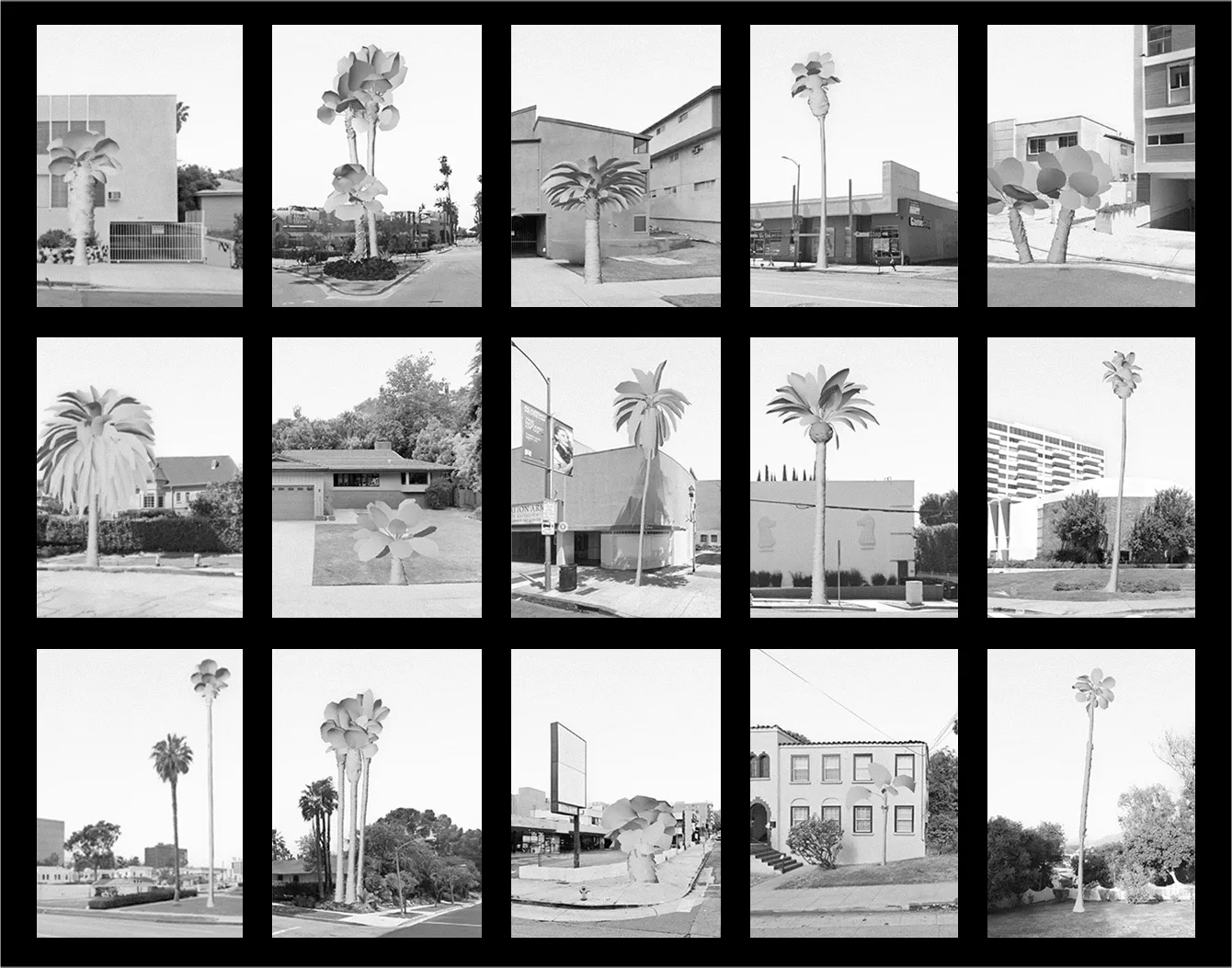 Street View Palm Trees